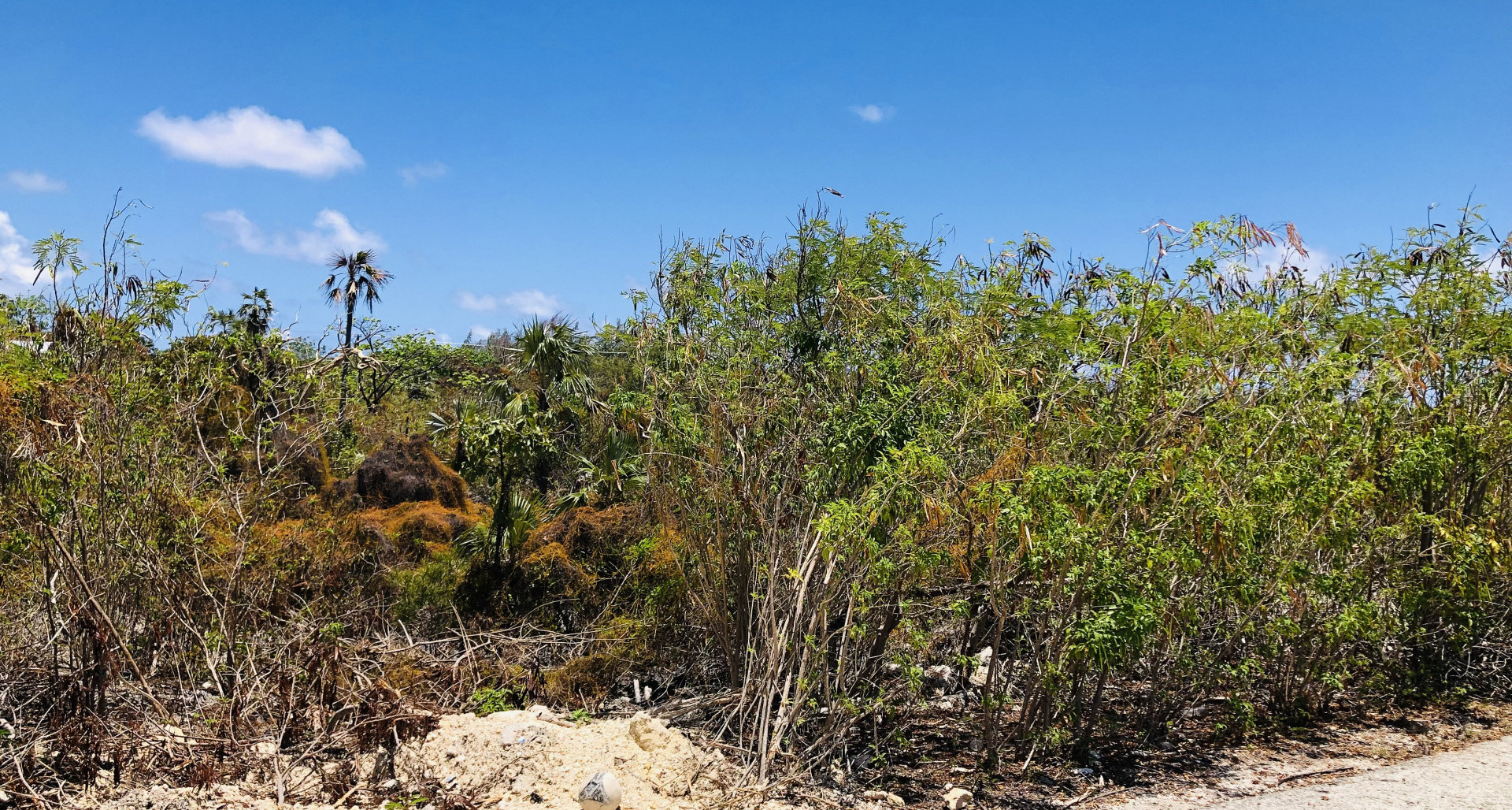 Colliers Duplex Lot – .32 Acres image 3