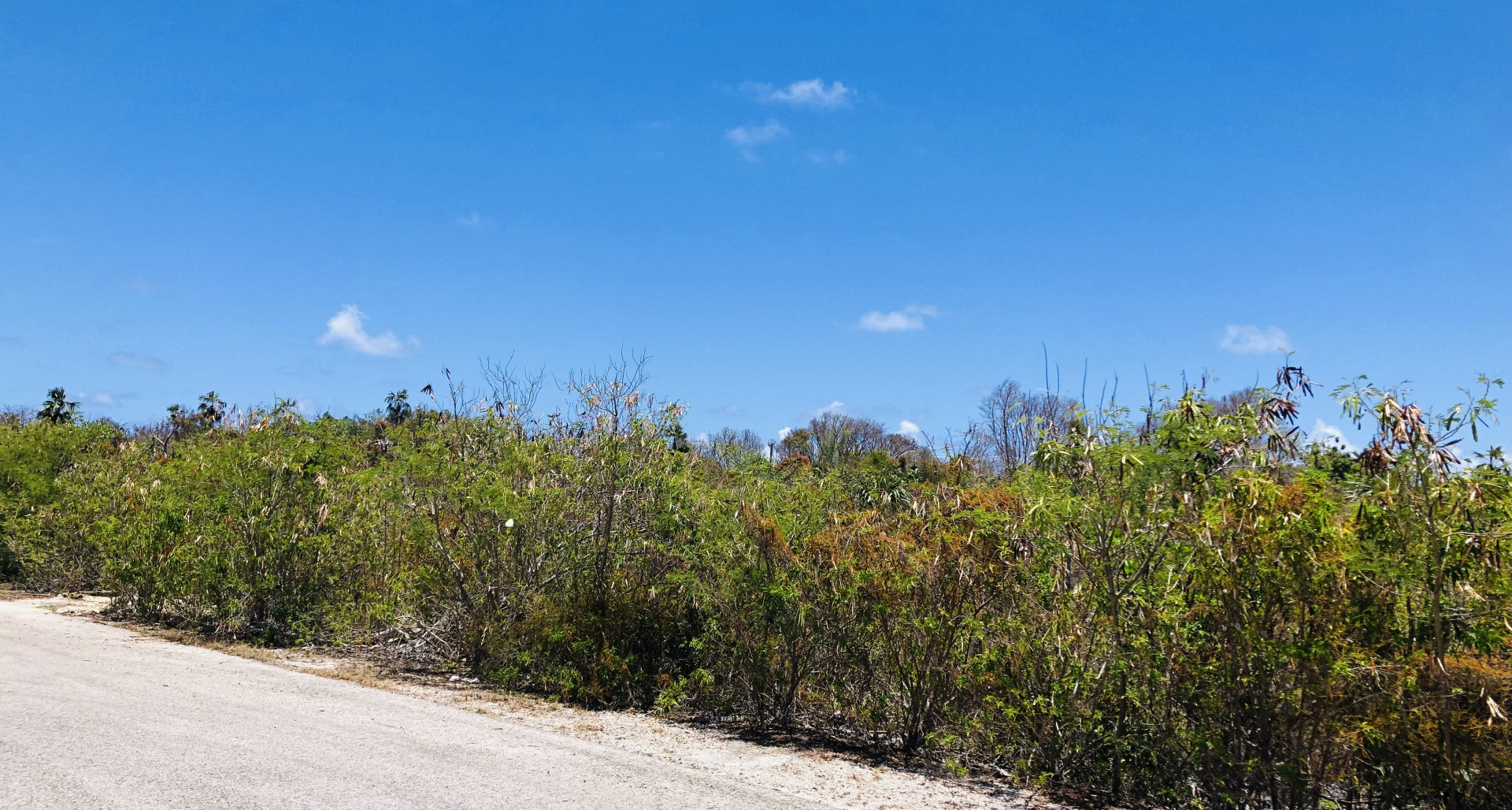 Colliers Duplex Lot – .32 Acres image 2